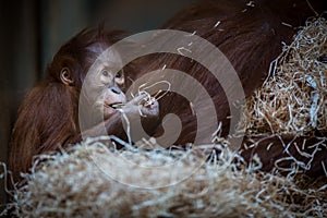 Stare of an orangutan baby, hanging on thick rope