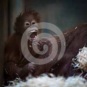 Stare of an orangutan baby, hanging on thick rope