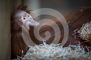 Stare of an orangutan baby, hanging on thick rope