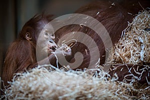 Stare of an orangutan baby, hanging on thick rope