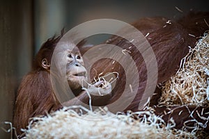 Stare of an orangutan baby, hanging on thick rope