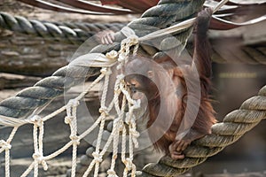 Stare of an orangutan baby, hanging on thick rope. A little great ape is going to be an alpha male. Human like monkey cub in