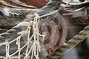 Stare of an orangutan baby, hanging on thick rope. A little great ape is going to be an alpha male. Human like monkey cub in