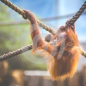 Stare of an orangutan baby, hanging on thick rope. A little great ape is going to be an alpha male. Human like monkey cub in