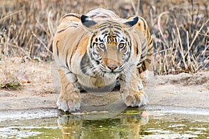 Stare of tigress