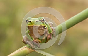 Stare of tree frog