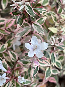 stared shape white flower and colorful leaves