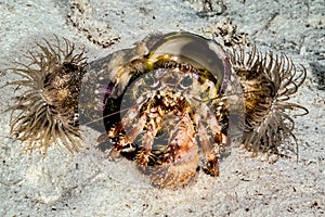 Stareye hermit crab crawling in Derawan, Kalimantan, Indonesia underwater photo