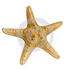 Starfish