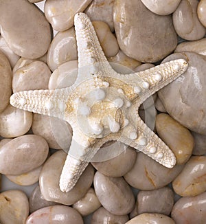 Starfish