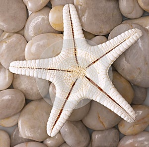 Starfish