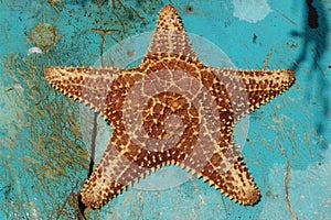 Starfish