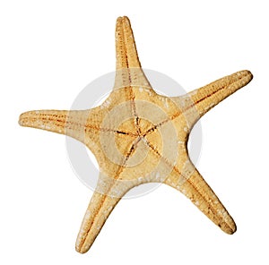 Starfish