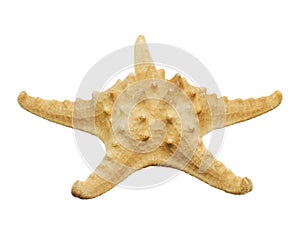 Starfish