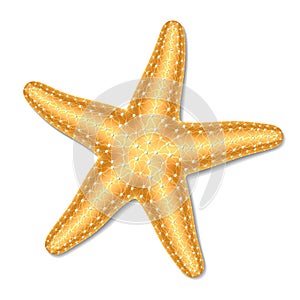 Starfish