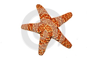 Starfish