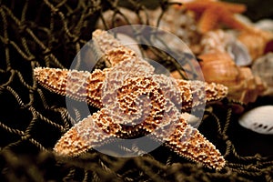 Starfish