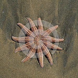 Starfish