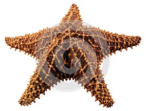 StarFish