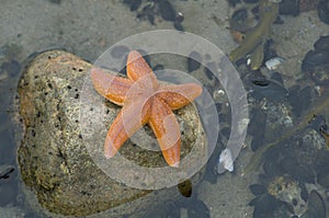 Starfish