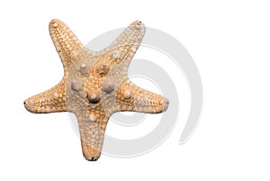 Starfish. photo