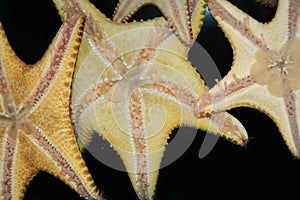 Starfish