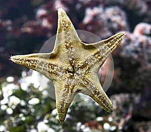 Starfish 2