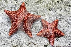 Starfish photo