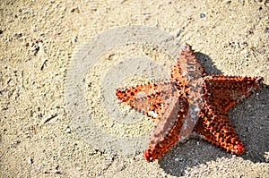 Starfish