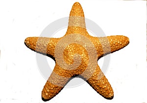 starfish