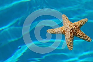 Starfish photo