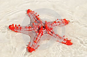 Starfish