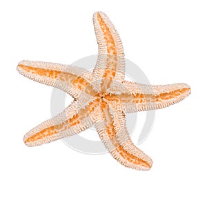 Starfish