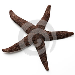 Starfish