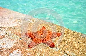 Starfish