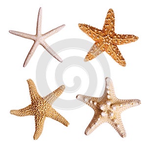 Starfish photo