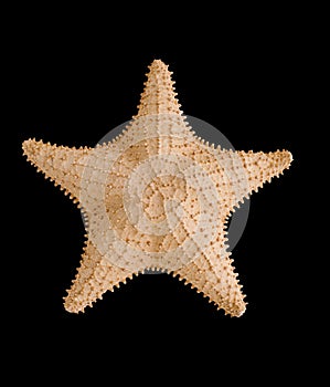 Starfish