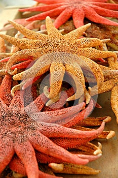 Starfish