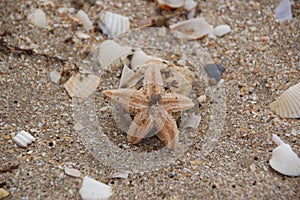 Starfish