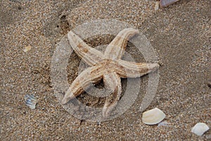 Starfish