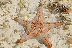 Starfish