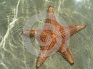 Starfish