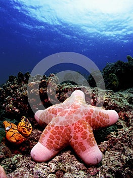 Starfish