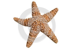 Starfish photo