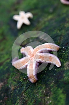 Starfish