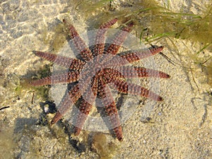 Starfish