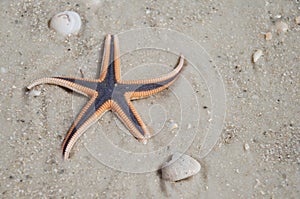 Starfish