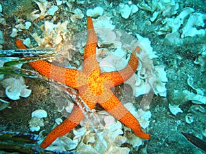 Starfish