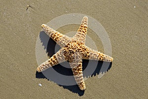 Starfish