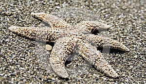 Starfish